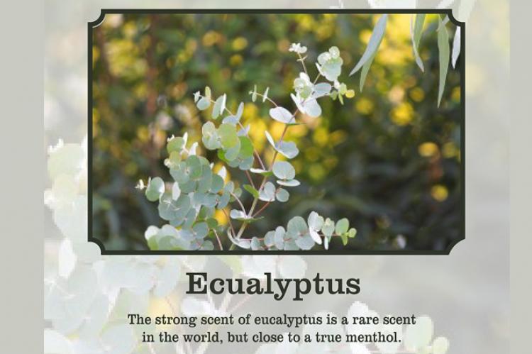 Eucalyptus scent