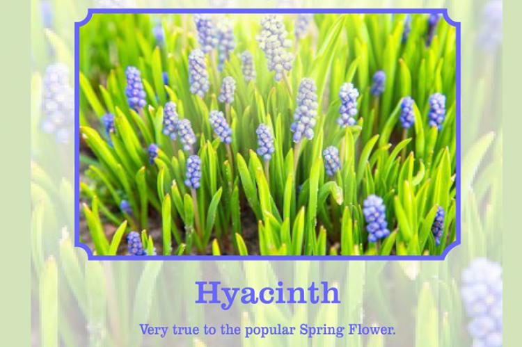 hyacinth flower scent