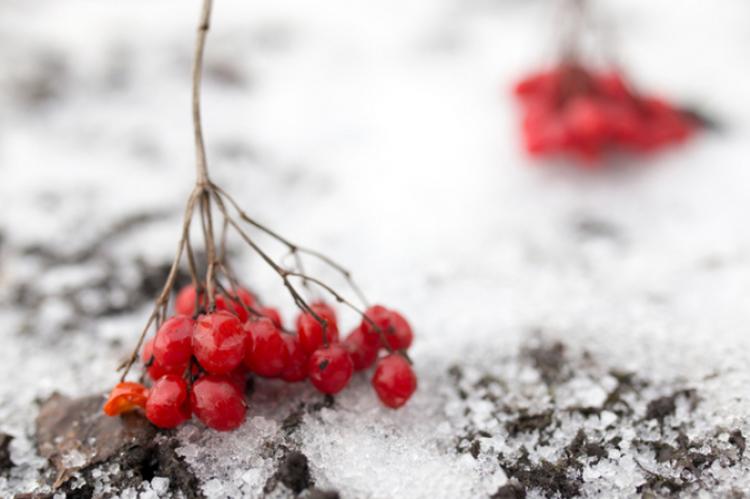 twigs and berries