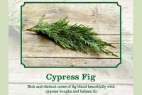 cypress fig scent